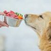 images 1 10 Tips to Feed Your Dog in Summer.