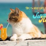 tips to keep cats cool in summer heat wave 10 Tips to Care for Your Cat in Summer