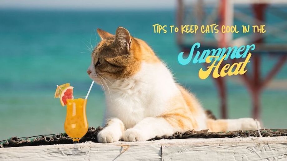 tips to keep cats cool in summer heat wave 10 Tips to Care for Your Cat in Summer